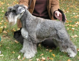 Web Pages Czech Lady Kennel