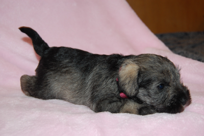 Ipomoea Batatas z Apatyky